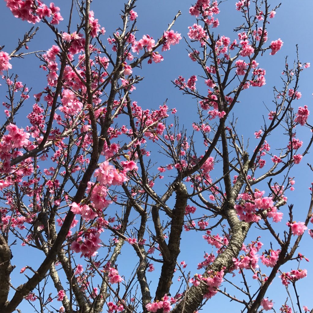 沖縄は日本！