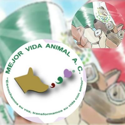 Mejor Vida Animal