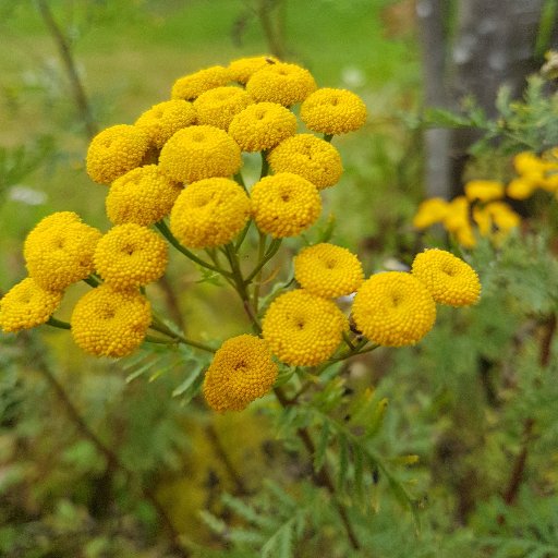 mjolkbonden1971's profile picture. Bonde med en liten besättning med fjällkor