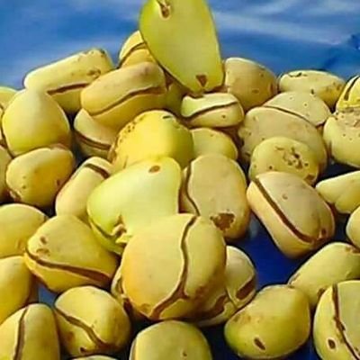 ‏‏ ‏‏نياك بنات وعيال