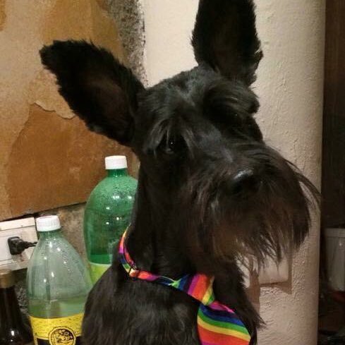 nadievela's profile picture. 