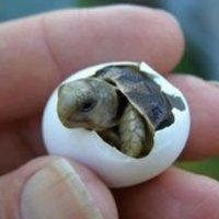 Salvator R. Tarnmoor (@s_r_tarnmoor) 's Twitter Profile Photo Salvator R. Tarnmoor (@s_r_tarnmoor) 's Twitter Profile Photo