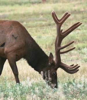 Veterinarian and elk rancher