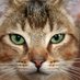 CatBot (@catbot13) Twitter profile photo CatBot (@catbot13) Twitter profile photo