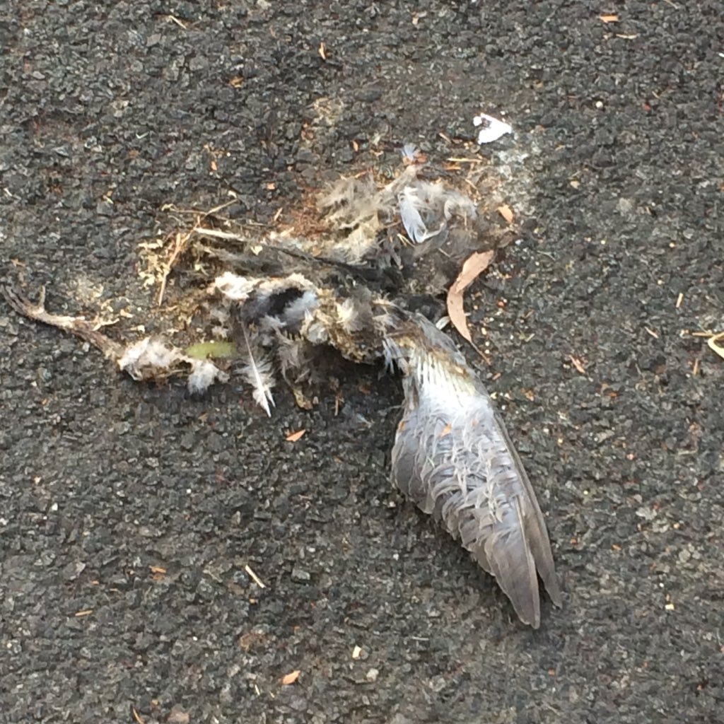 mor0sey's profile picture. dead bird