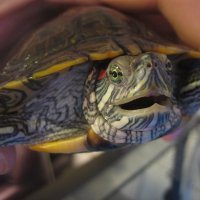 twurtles (@twurtles) 's Twitter Profile