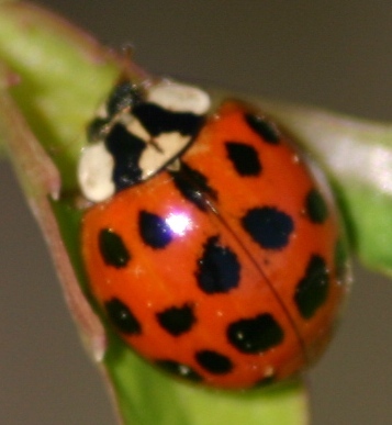 All over the five boroughs,Northern New Jersey. For all your pest control needs call Call (800) 311-6655 for a FREE INSPECTION and EVALUATION.