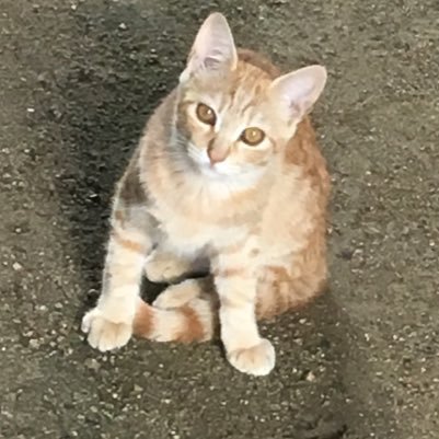 777_yoshio's profile picture. 