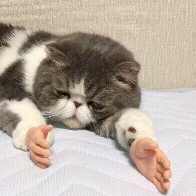 nekotannnさんのプロフィール画像