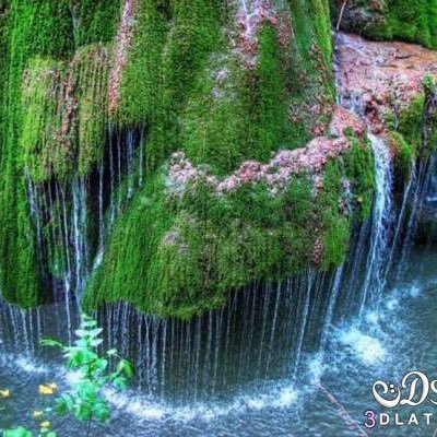 foms66's profile picture. 