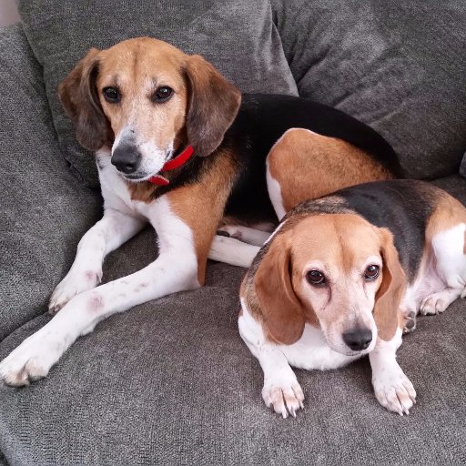 dinomom1's profile picture. 