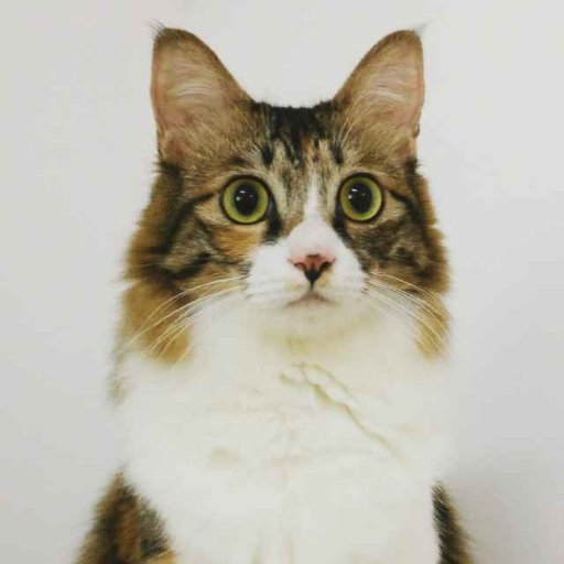 chow1937's profile picture. Python/Go backend developer.