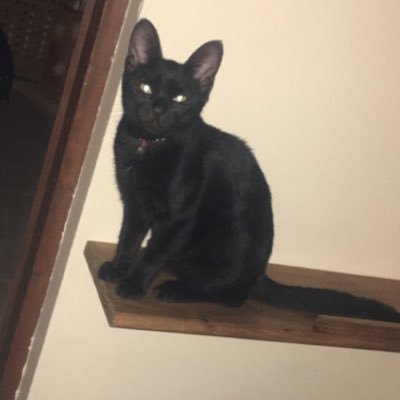 Patate_Genesis's profile picture. 🦔