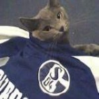 Schalke Paltan #MI(@schalke_usa) 's Twitter Profile Photo