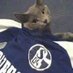 Schalke Paltan #MI (@schalke_usa) Twitter profile photo Schalke Paltan #MI (@schalke_usa) Twitter profile photo