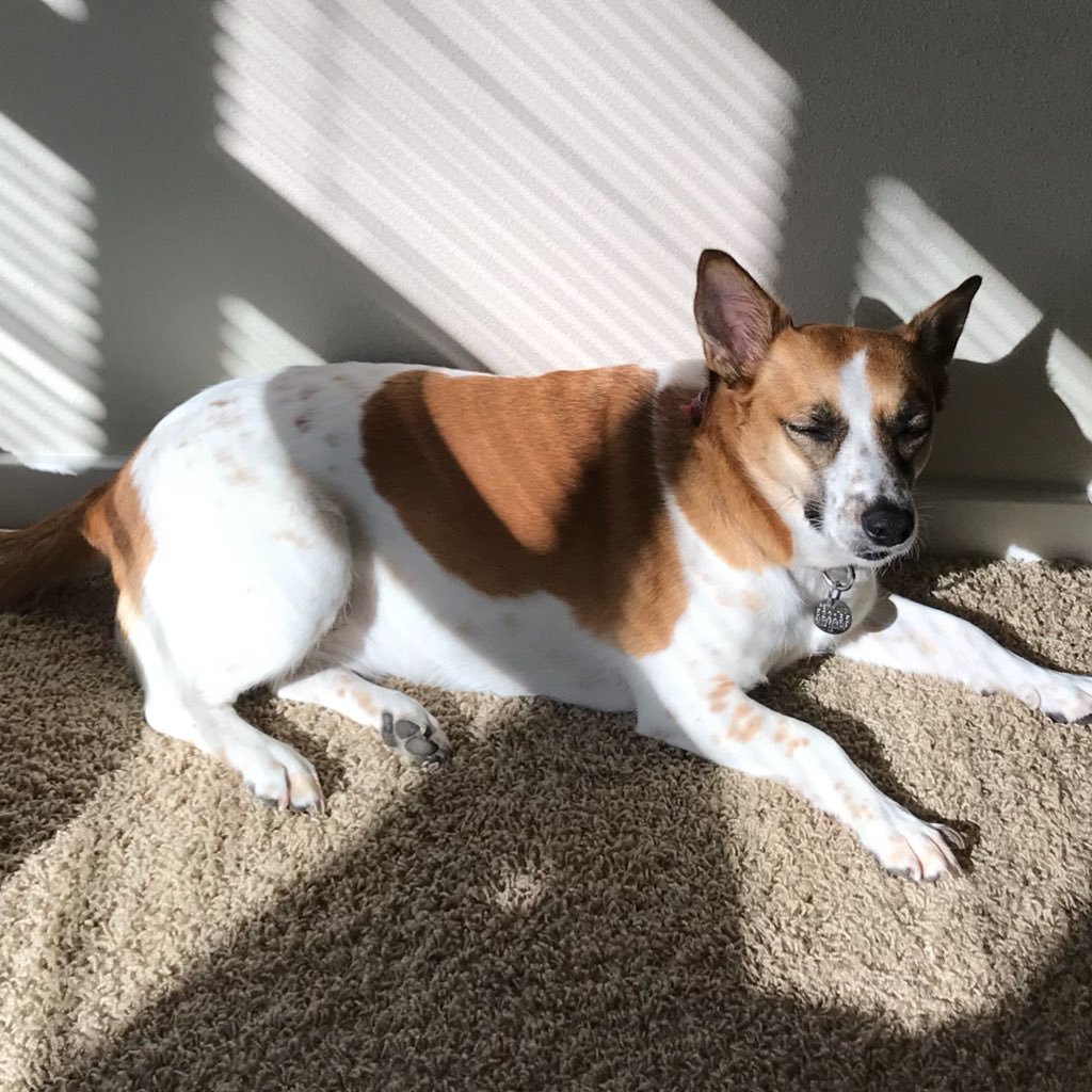 Apocalypshit's profile picture. A veces desarmo cosas y no las puedo volver a armar.