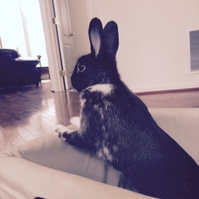 I'm Oreo, a grey dwarf bunny and I love making friends! (I post pics of my bunny Oreo and rt other animals here) ENG/ESP OK || ran by @amanohokosaka