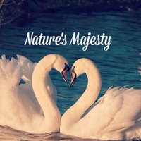 Nature's Majesty (@naturemajesty) 's Twitter Profile Photo