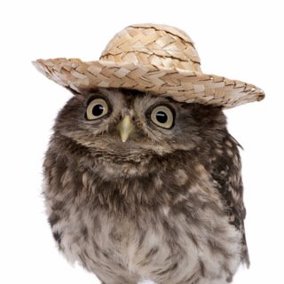 Illustrious Mr. Owl 🔎