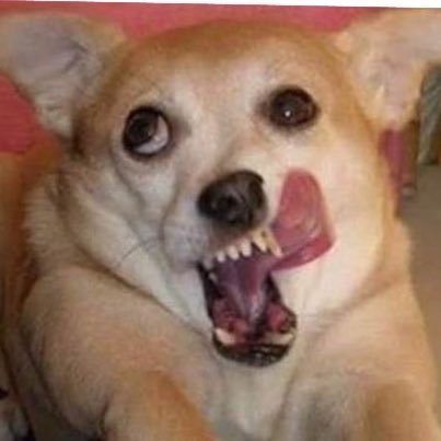 sugartree_cakes's profile picture. if you like trump, you won't like me 🤷🏻‍♀️