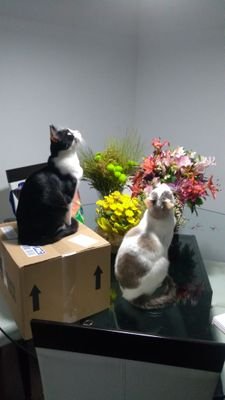 LouiseFRamos's profile picture. 