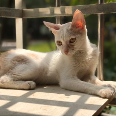 HowardYoung_WA's profile picture. I am frome Malaysia