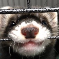 モッチ@フェレット (@cs8fwaotp69q9ai) 's Twitter Profile Photo