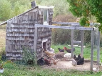 Raspberryhillnb's profile picture. Large chicken breed enthusiasts & breeder. Northern NB Homestead.