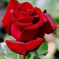 Vilma Jeciene (@jecienevilma) 's Twitter Profile Photo Vilma Jeciene (@jecienevilma) 's Twitter Profile Photo