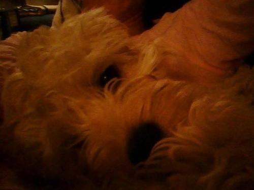 Dijobu's profile picture. 