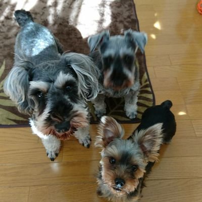 プロ野球は巨人ファン(^_^)v
福山雅治大好き!
愛犬
ミニチュアシュナウザー2匹
ヨークシャーテリア1匹
#多頭飼い