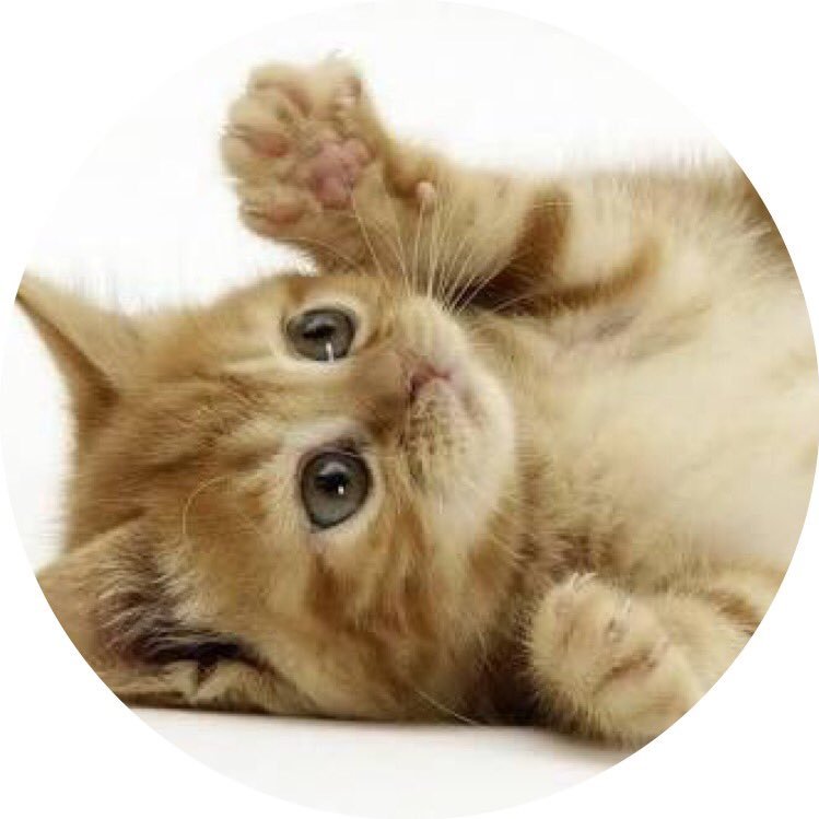 DesignPuni's profile picture. webディレクター。
