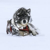 Manuel Calvo Villena - Maratondog (@maratondog) 's Twitter Profile