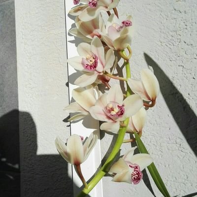 vicentpm's profile picture. 