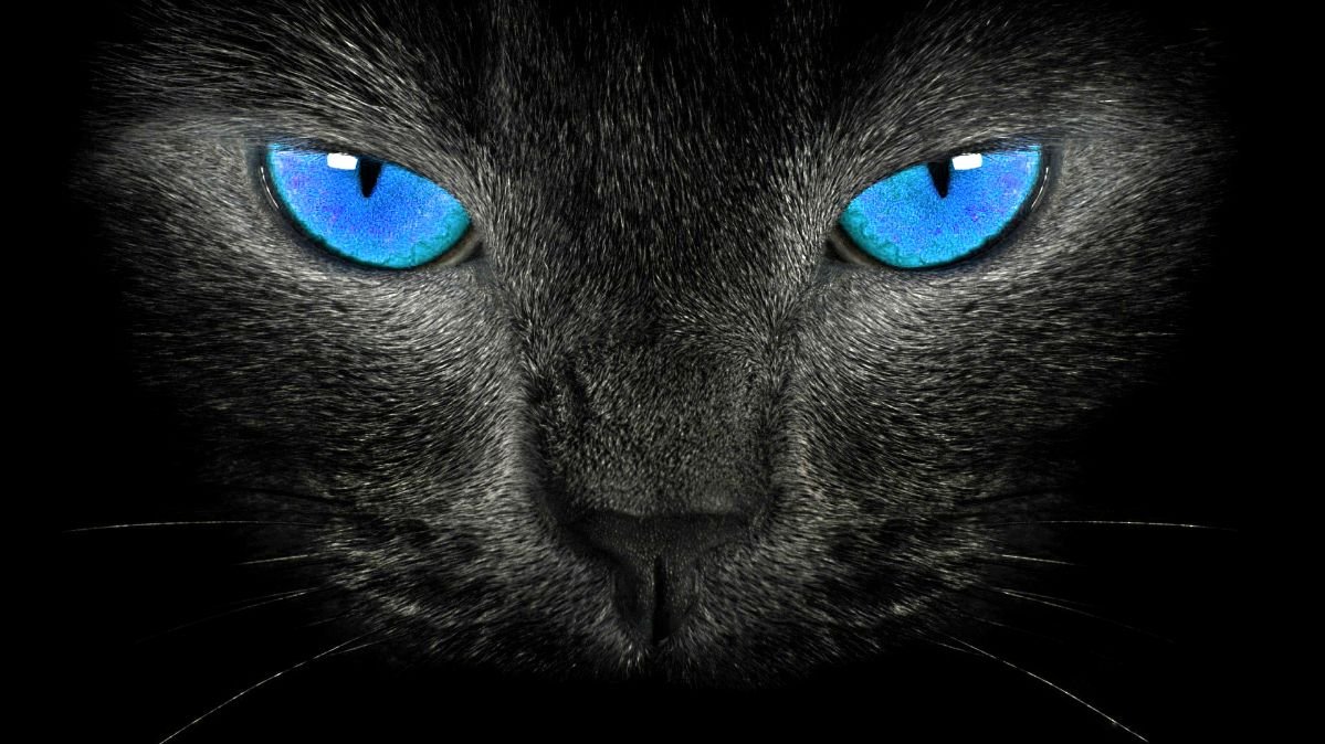 I'm a big black cat in an urban jungle...#Progressive #Humanist #DegenerateGambler #TheResistance #Indivisible #BlueOasis