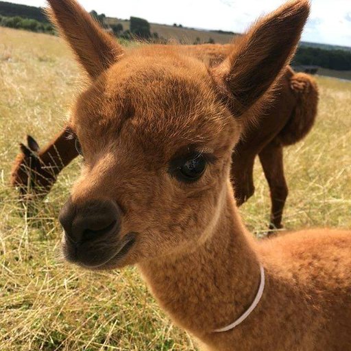 Premium Alpaca Breeder. Alpaca Service and Maintenance. Intervention Therapy. As seen on @bbccountryfile