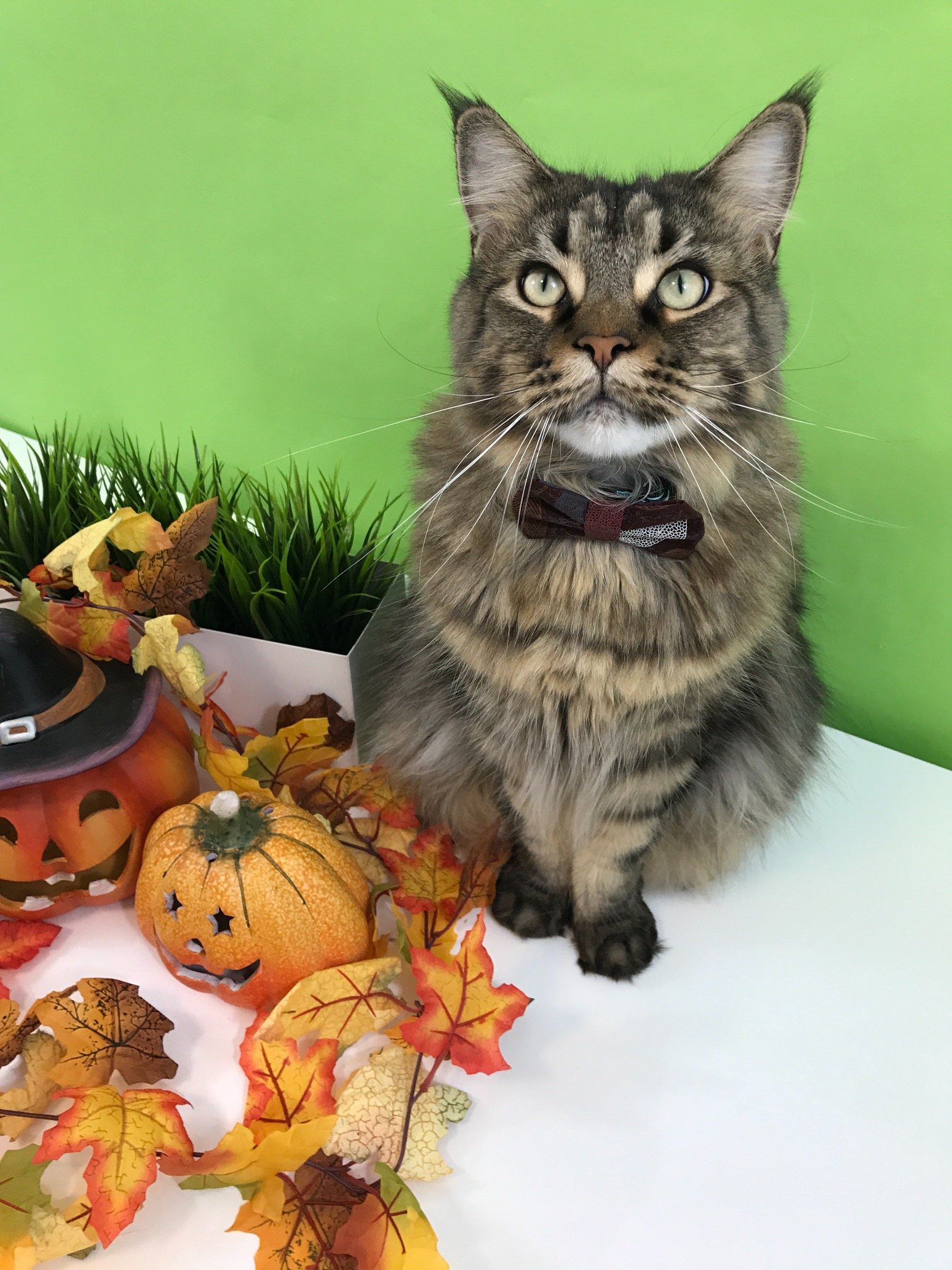 cutepawsmeow's profile picture. Visual communication and design