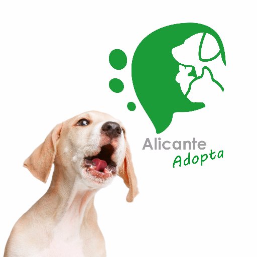 Plataforma de difusión de animales alicantinos en adopción y programa educativo