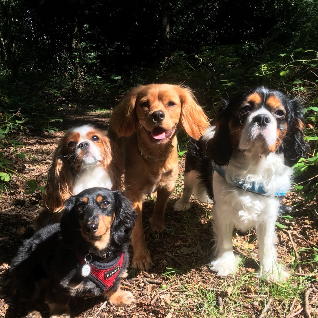 Professional, Friendly, Affordable Care For Your Pets