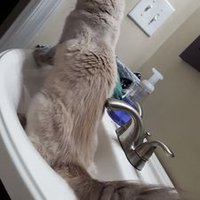 Bianca (@blueberrydacat) 's Twitter Profile