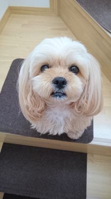 DLpJsDeTwPYkgVk's profile picture. ３才の女の子(о´∀`о)ピーちゃんです♥️