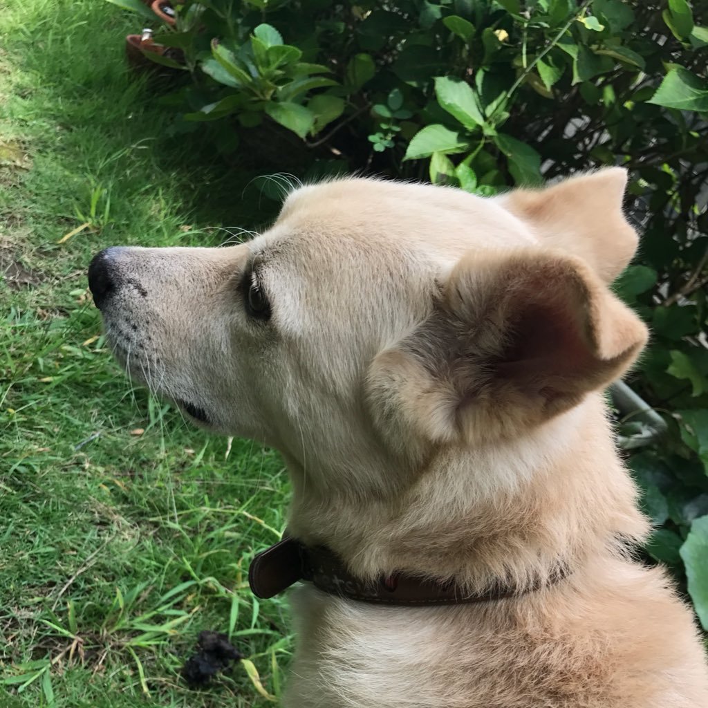 moimoimon's profile picture. 1990年生まれです たぶん熊本城のことが好きです 北条氏照公のことも好きです