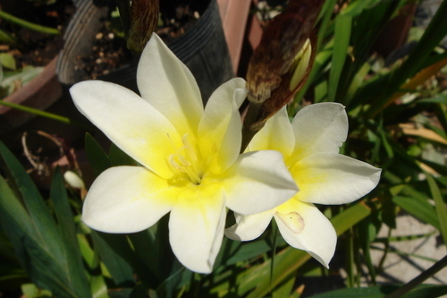 花の写真が好きです｡コンデシは有るけど、最近携帯でしか撮ってない、一眼レフが欲しいな(*_*)