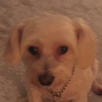 Uncle (@thegoodarsonist) 's Twitter Profile
