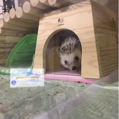 ワイ