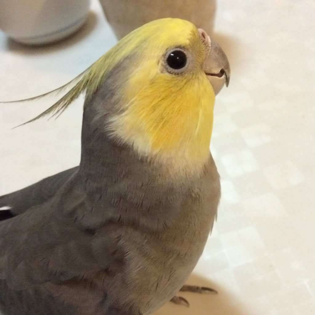 leomoon8140's profile picture. みなさんのつぶやきを読むのが大好きな人間です。ご挨拶もせずにフォローさせていただきますがよろしくお願いします。(○´ω｀○)ゞ自分では何もつぶやきませんのでフォローバックはしないでください。 ｡・ω・)｡_ _).+ﾟ:・*☆ぉ原頁ぃ致します☆*・:ﾟ+.(_ _｡(・ω・。