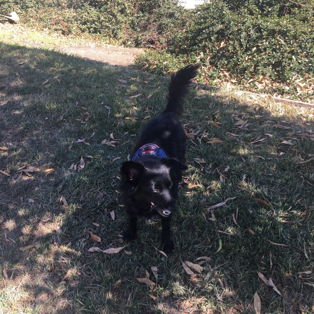 lego_servicedog's profile picture. 