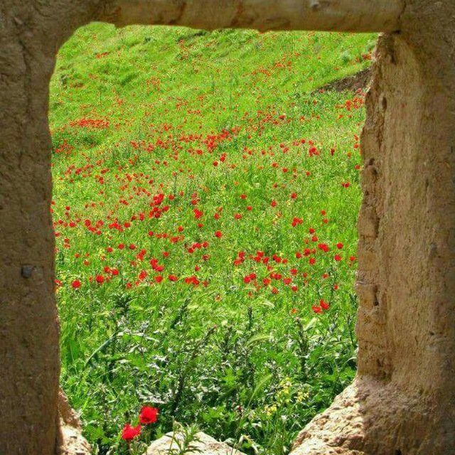 @mohammadmoshki