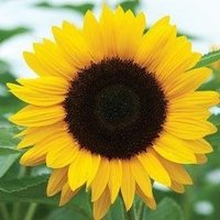 Sunflower Cottage(@SunflowerCotta) 's Twitter Profile Photo