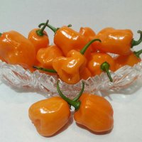 MamaMorosaSpices (@latinfoodielove) 's Twitter Profile Photo MamaMorosaSpices (@latinfoodielove) 's Twitter Profile Photo